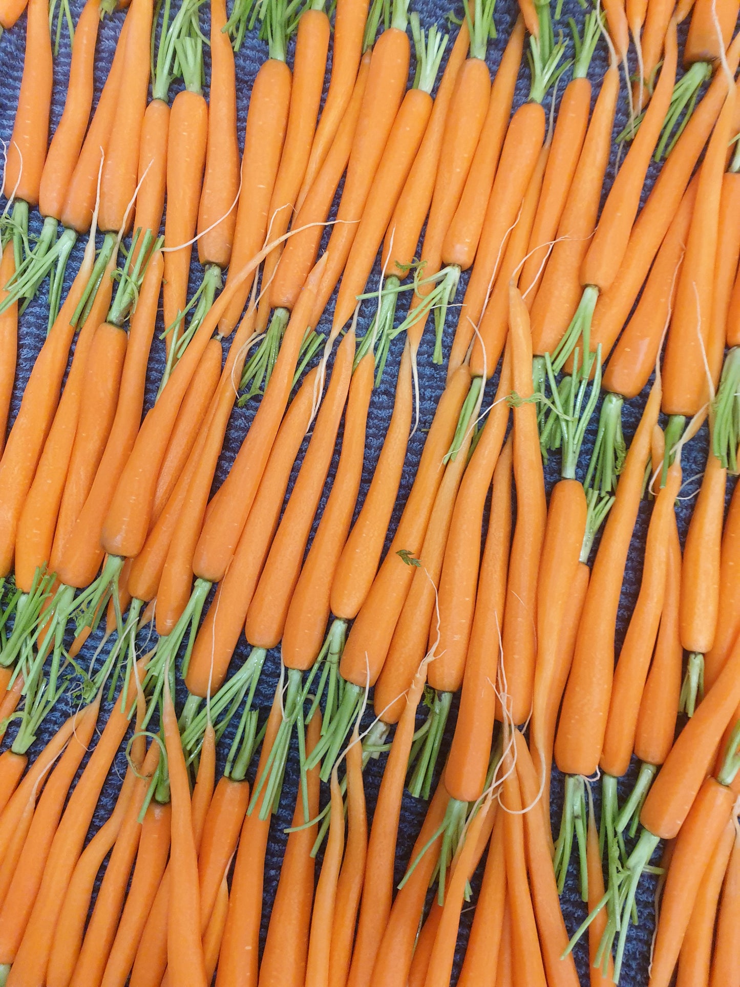 Roasted Dutch Carrots
